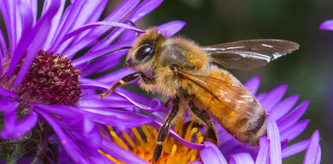 « Zootopique » : Le silence des abeilles (4 / 5) | Biodiversité | Scoop.it