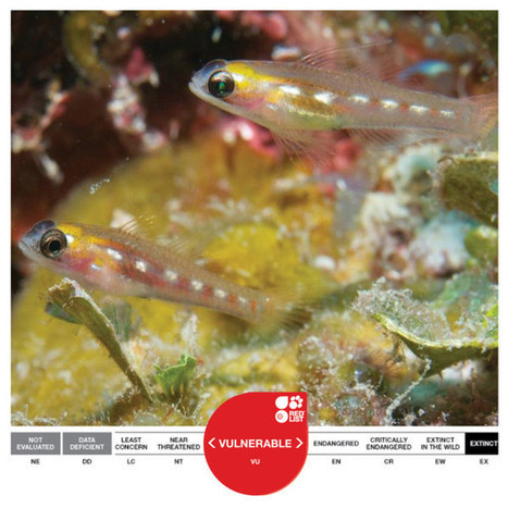 If you can&rsquo;t beat &rsquo;em, eat &rsquo;em | Biodiversit&eacute; | Scoop.it