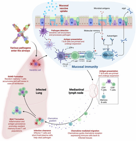 Advances and prospects of respiratory mucosal vaccines: mechanisms… | Stéphane Paul | Mucosal Immunity | Scoop.it