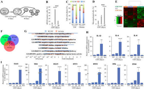 [INP-Toxalim] Chronic exposure to Cytolethal Distending Toxin (CDT) promotes a cGAS-dependent type I interferon response | Publications scientifiques | Scoop.it