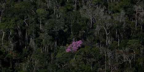 Des millions d’hectares de forêt amazonienne ouverts à l’exploitation minière | Economie Responsable et Consommation Collaborative | Scoop.it