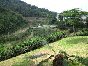 Le Sun Moon Lake à Taiwan et son thé noir | Thé, plantes à infusion, tisanes | Scoop.it