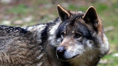 ASPAS et FERUS ont claqué la porte du Comité National Loup - France 3 Auvergne-Rhône-Alpes | Loup | Scoop.it