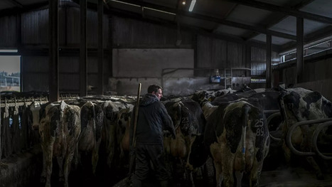 Les agriculteurs irlandais vent debout contre la réglementation européenne sur les nitrates | Lait de Normandie... et d'ailleurs | Scoop.it
