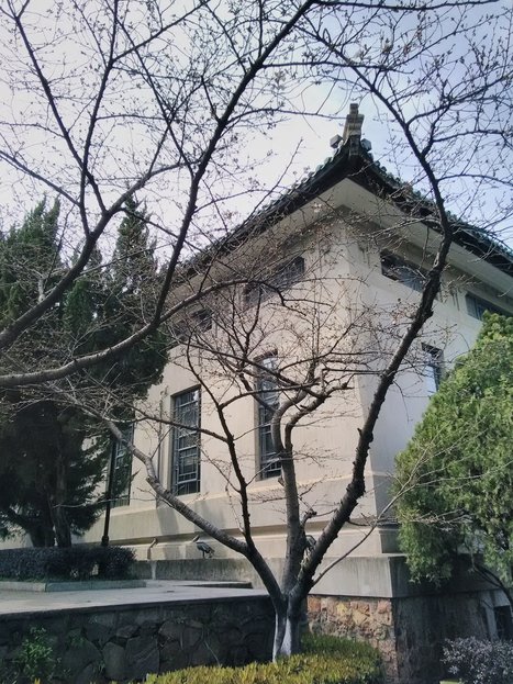 First Cherry Blossoms in WuDA | Wuhan, Hubei | Scoop.it