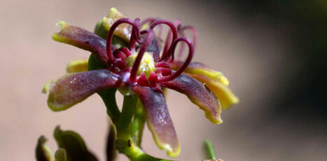 Africa’s plants: a database project has recorded 65,000 species – and is still growing | Ecosystèmes Tropicaux | Scoop.it
