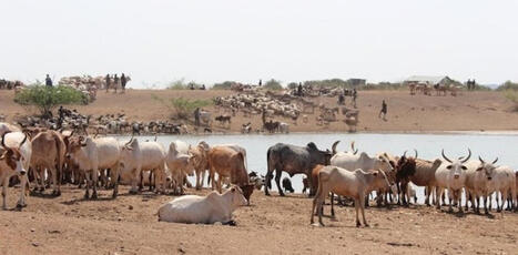 AFRIQUE DE L'OUEST : l'effondrement du système de surveillance commerciale met en péril la sécurité alimentaire | AFRIQUES | Scoop.it