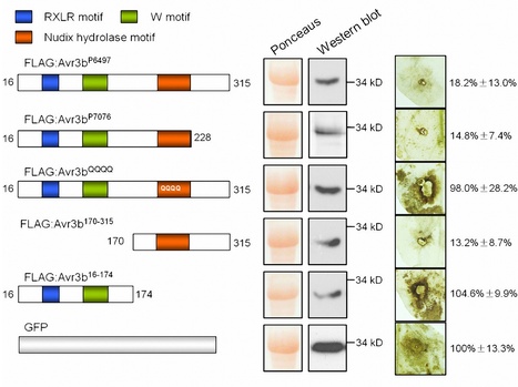 PLoS Pathogens: Phytophthora sojae Avirulence Effector Avr3b is a Secreted NADH and ADP-ribose Pyrophosphorylase that Modulates Plant Immunity | Plants and Microbes | Scoop.it