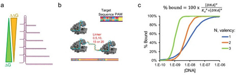 Profiling crRNA architectures for enhanced Cas12 biosensing | ComB | RMH | Scoop.it
