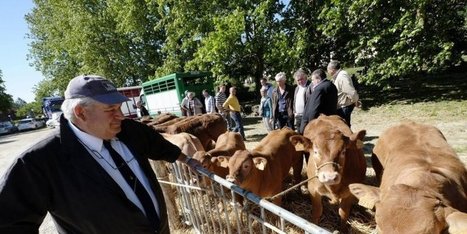 &Agrave; P&eacute;rigueux (24), la Sobeval veut &ecirc;tre l&rsquo;abattoir du futur | La Gazette des abattoirs | Scoop.it
