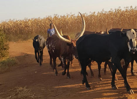 L’Afrique : vache à lait des multinationales | Questions de développement ... | Scoop.it