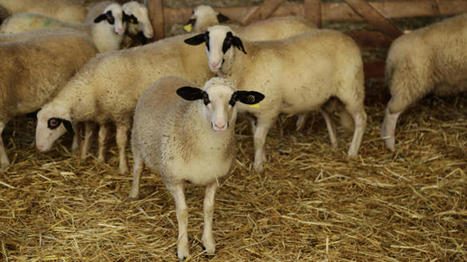 Une appli pour améliorer la vigueur des agneaux | Actualités de l'élevage | Scoop.it