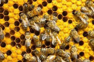 Queen bee or worker bee? New insights into honeybee society caste system | Science News | Scoop.it