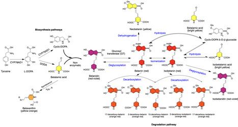 Genetically encoded betalain-based RUBY visual reporters: noninvasive monitoring of biological processes | Tin | RMH | Scoop.it