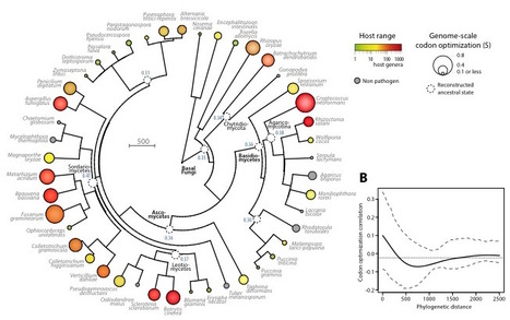 eLife: Codon optimization underpins generalist parasitism in fungi (2017) | Plant Pathogenomics | Scoop.it