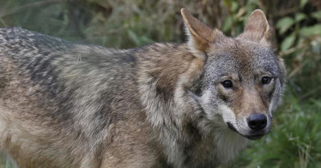 Hovioikeus vapautti isän, joka poltti poikansa tappaman suden nuotiossa | Kotimaa | Yle | 1Uutiset - Lukemisen tähden | Scoop.it