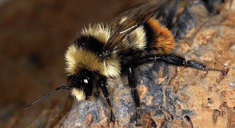 Le « buzzing » du bourdon : irremplaçable ! | EntomoNews | Scoop.it