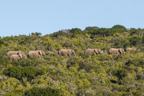 Restoring Landscapes in South Africa (ReLISA) | Biodiversity, Climate Change, Environment, Conservation, Forestry, Fisheries, Oceans and Coasts | Scoop.it