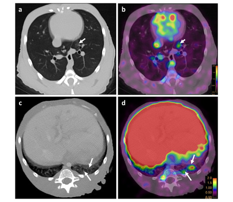 Whole-Body Visualization of SARS-CoV-2 Biodistribution In Vivo by immunoPET Imaging in Non-Human Primates - Nature Communications | Virus World | Scoop.it