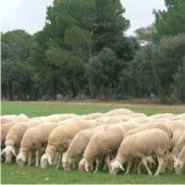 Bitácora Médica » Ciencia y ética en torno a la clonación (1-3) | Salud Publica | Scoop.it