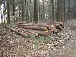 Vers une filière « Bois-Bûche » dans les Hautes-Pyrénées - [TARBES INFOS] | Vallées d'Aure & Louron - Pyrénées | Scoop.it