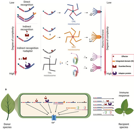 PRRs and NLRs sans fronti&egrave;res: advances and challenges in transfer of immune receptors between plant species | Cin | RMH | Scoop.it