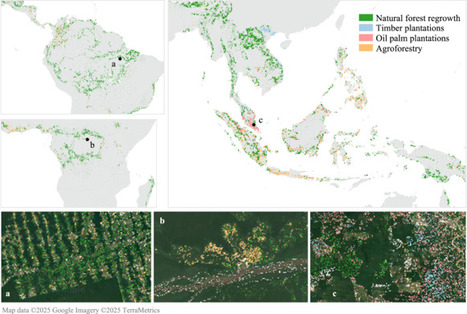 The importance of distinguishing between natural and managed tree cover gains in the moist tropics | Nature Communications | Ecosystèmes Tropicaux | Scoop.it
