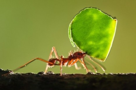 Comment les fourmis acquièrent-elles leur boussole magnétique ? [en anglais] | EntomoNews | Scoop.it
