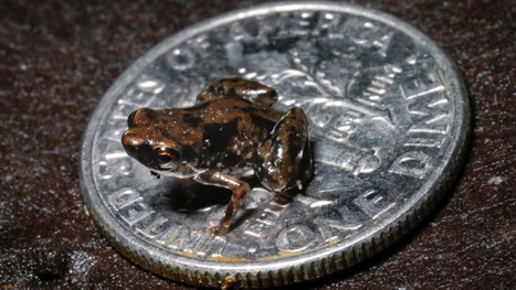 Tiny frog claimed as world's smallest vertebrate | Amazing Science | Scoop.it