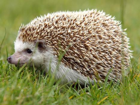 Hedgehogs Hold the Secret to Preventing Concussions | Biomimicry | Scoop.it