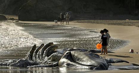 Three whales wash up dead near San Francisco, 8 in 5 weeks | Coastal Restoration | Scoop.it
