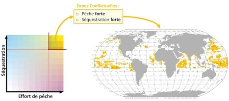Océans : les poissons, un puits de carbone invisible menacé par la pêche et le changement climatique | HALIEUTIQUE MER ET LITTORAL | Scoop.it