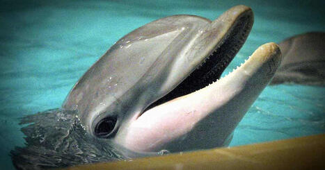 K&ouml;&ouml;penhaminassa poikkeuksellinen n&auml;ky: delfiinej&auml; satama-altaassa | Uutisia lyhyesti | Yle | 1Uutiset - Lukemisen t&auml;hden | Scoop.it