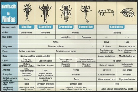 Gu&iacute;a r&aacute;pida para la identificaci&oacute;n de insectos acu&aacute;ticos &raquo; Pescando ... | Bichos en Clase | Scoop.it