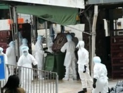 Grippe aviaire. Hong Kong abat 17.000 poulet | Toxique, soyons vigilant ! | Scoop.it