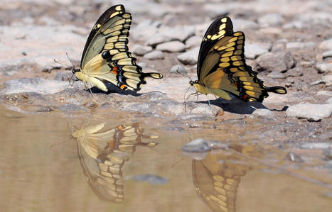 Québec. Le papillon 'Papilio cresphontes' ou grand porte-queue, un nouveau venu dans nos contrées | Histoires Naturelles | Scoop.it