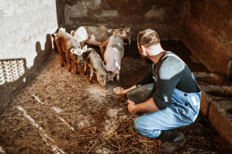 L'élevage porcin réclame une augmentation du prix d'achat | Actualité Bétail | Scoop.it