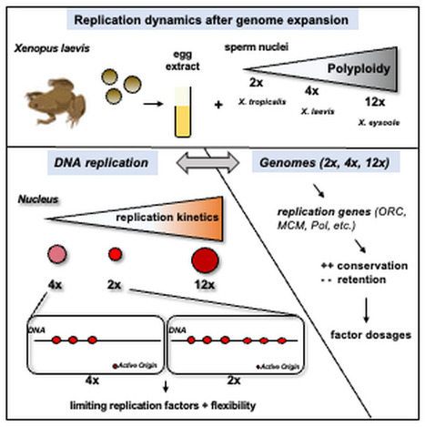 Modulation de la cin&eacute;tique de r&eacute;plication de l&rsquo;ADN en fonction de la plo&iuml;die chez Xenopus | Life Sciences Universit&eacute; Paris-Saclay | Scoop.it
