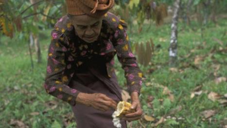 L'Indonésie veut importer plus de cacao africain | Questions de développement ... | Scoop.it