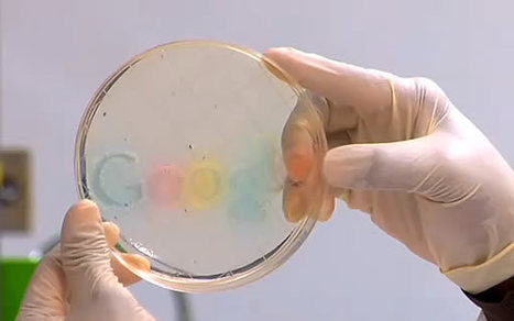 Le logo vivant de Google dessin&eacute; avec des bact&eacute;ries | Microbiologie | Scoop.it