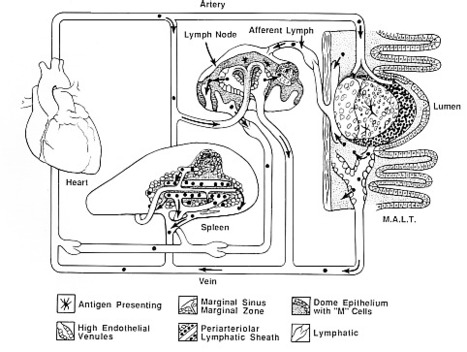 SECONDARY LYMPHOID ORGANS, Art Anderson's Immunology Lecture Notes | Immunology for University Students | Scoop.it