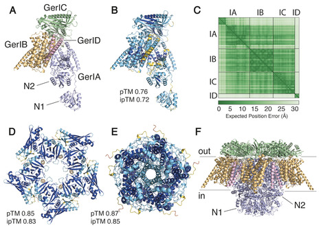 Structural and functional analysis of the Bacillus cereus GerI inosine-responsive spore germinant receptor | mBio | RMH | Scoop.it