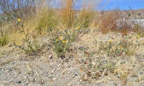 Bacteria beneficial to plants have spread across California | Plant-Microbe Symbiosis | Scoop.it