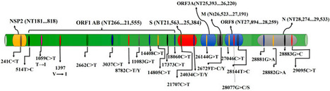 Mutations in SARS-CoV-2; Consequences in structure, function, and pathogenicity of the virus | Covid-19, SARS-Cov-2, vaccines, Remdesivir, Chloroquine...and all that Jazz | Scoop.it