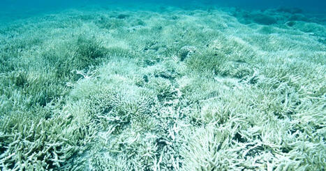 Ocean acidification: Seventh planetary boundary now crossed | Coastal Restoration | Scoop.it