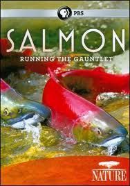 VIDEO: "Running the Gauntlet" Salmon, Dams, Energy and Ecocide | BIODIVERSITY IS LIFE  – | Scoop.it