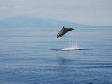 Grande campagne de connaissance en vue sur les mammifères marins de Méditerranée  | Zones humides - Ramsar - Océans | Scoop.it