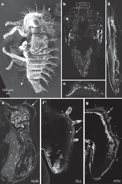 37 - Y&rsquo;a force l&agrave; quand m&ecirc;me! | EntomoScience | Scoop.it
