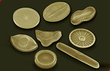 (EN) - Microbiology Online | Microbiology Society | Glossarissimo! | Scoop.it