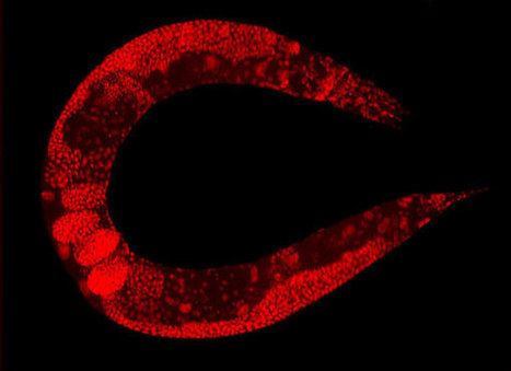 Worms Can Pass a Trait Down for 100 Generations…Without Using DNA | Papers | Scoop.it